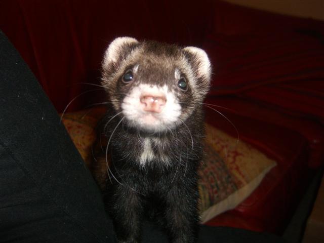 march-26-09-ferrets-007-small
